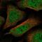 Karyopherin Subunit Alpha 1 antibody, NBP2-47418, Novus Biologicals, Immunofluorescence image 
