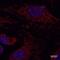 Mitochondrial import receptor subunit TOM20 homolog antibody, NBP1-81556, Novus Biologicals, Immunocytochemistry image 