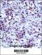 Histone Cluster 1 H1 Family Member D antibody, 57-240, ProSci, Immunohistochemistry frozen image 