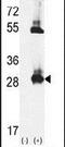 Thiamin Pyrophosphokinase 1 antibody, PA5-26150, Invitrogen Antibodies, Western Blot image 