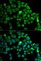 Cullin 2 antibody, LS-C333972, Lifespan Biosciences, Immunofluorescence image 