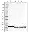 Superoxide Dismutase 1 antibody, 850704, BioLegend, Western Blot image 