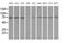 Tubulin Tyrosine Ligase Like 12 antibody, MA5-25022, Invitrogen Antibodies, Western Blot image 