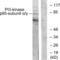 Phosphatidylinositol-4,5-Bisphosphate 3-Kinase Catalytic Subunit Alpha antibody, LS-C118029, Lifespan Biosciences, Western Blot image 