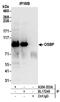 Oxysterol-binding protein 1 antibody, A304-553A, Bethyl Labs, Immunoprecipitation image 