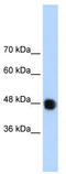 DAZ Associated Protein 1 antibody, TA343887, Origene, Western Blot image 