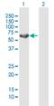 Centrosomal Protein 57 antibody, H00009702-B01P, Novus Biologicals, Western Blot image 