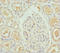 Proliferation And Apoptosis Adaptor Protein 15 antibody, LS-C676241, Lifespan Biosciences, Immunohistochemistry paraffin image 