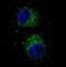 c-met antibody, abx025144, Abbexa, Western Blot image 