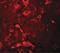 Amyloid Beta Precursor Protein Binding Family A Member 2 antibody, LS-B5349, Lifespan Biosciences, Immunofluorescence image 