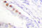 KI-67 antibody, AP06441PU-N, Origene, Immunohistochemistry frozen image 