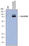 Soluble interferon alpha/beta receptor B18 antibody, AF8185, R&D Systems, Western Blot image 