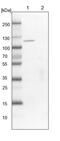 Immunoglobulin Superfamily Member 9 antibody, PA5-58089, Invitrogen Antibodies, Western Blot image 