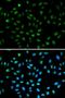 Activating Transcription Factor 6 antibody, orb129519, Biorbyt, Immunofluorescence image 