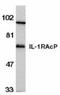 Interleukin 1 Receptor Accessory Protein antibody, TA306001, Origene, Western Blot image 