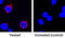 Interleukin 2 antibody, AF652, R&D Systems, Immunofluorescence image 