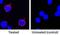 Interleukin 2 antibody, AF652, R&D Systems, Immunofluorescence image 