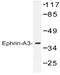 Ephrin A3 antibody, AP20385PU-N, Origene, Western Blot image 