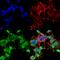 Polyphosphoinositide phosphatase antibody, MA5-27648, Invitrogen Antibodies, Immunofluorescence image 