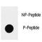 SRY-Box 2 antibody, F48603-0.4ML, NSJ Bioreagents, Dot Blot image 