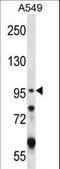 Glutamate Ionotropic Receptor Kainate Type Subunit 2 antibody, LS-C166673, Lifespan Biosciences, Western Blot image 