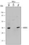 WD Repeat Domain 5 antibody, PA5-47781, Invitrogen Antibodies, Western Blot image 