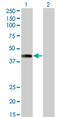 AF4/FMR2 Family Member 4 antibody, LS-C105131, Lifespan Biosciences, Western Blot image 