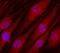 Contactin-3 antibody, AF5539, R&D Systems, Immunofluorescence image 