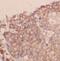 Cannabinoid Receptor 1 antibody, FNab01244, FineTest, Immunohistochemistry frozen image 