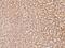 Tetratricopeptide Repeat Domain 14 antibody, 202841-T08, Sino Biological, Immunohistochemistry frozen image 