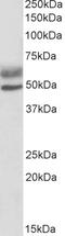 Autoimmune Regulator antibody, EB05507, Everest Biotech, Western Blot image 