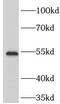 Target Of Myb1 Membrane Trafficking Protein antibody, FNab08855, FineTest, Western Blot image 