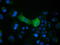 Crystallin Mu antibody, M05298, Boster Biological Technology, Immunofluorescence image 