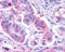 KISS1R antibody, TA340628, Origene, Immunohistochemistry frozen image 