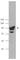 Programmed Cell Death 6 Interacting Protein antibody, 634501, BioLegend, Western Blot image 