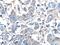 G Protein Subunit Beta 3 antibody, 10081-1-AP, Proteintech Group, Immunohistochemistry paraffin image 