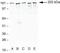 Tight Junction Protein 1 antibody, 40-2200, Invitrogen Antibodies, Western Blot image 