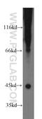 FA Complementation Group L antibody, 14454-1-AP, Proteintech Group, Western Blot image 