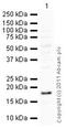 AIF1 antibody, ab107159, Abcam, Western Blot image 