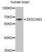 Zinc Finger With KRAB And SCAN Domains 3 antibody, abx002530, Abbexa, Western Blot image 