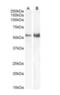 Transcription Factor EB antibody, orb18382, Biorbyt, Western Blot image 