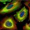 Stress Induced Phosphoprotein 1 antibody, orb73708, Biorbyt, Immunofluorescence image 