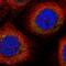 Dihydrouridine Synthase 2 antibody, NBP1-91853, Novus Biologicals, Immunofluorescence image 