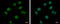 High Mobility Group 20B antibody, GTX104102, GeneTex, Immunocytochemistry image 