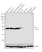 Actin Alpha 1, Skeletal Muscle antibody, MA1-10046, Invitrogen Antibodies, Western Blot image 