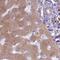 Transmembrane P24 Trafficking Protein 10 antibody, NBP2-47600, Novus Biologicals, Immunohistochemistry frozen image 