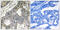 GUF1 Homolog, GTPase antibody, abx014513, Abbexa, Immunohistochemistry frozen image 