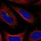 Transmembrane Protein 241 antibody, PA5-65046, Invitrogen Antibodies, Immunofluorescence image 