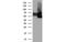 BTN antibody, MBS533289, MyBioSource, Western Blot image 