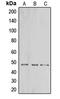 2',3'-Cyclic Nucleotide 3' Phosphodiesterase antibody, LS-C352023, Lifespan Biosciences, Western Blot image 